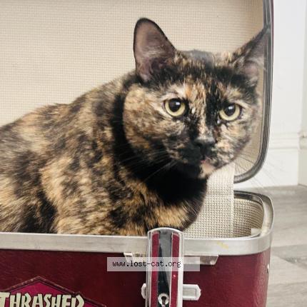 Foto 1/1 Pookie Chat perdido en Glendale