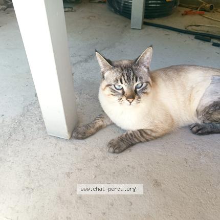 Foto 1/1 Mr bean Chat perdido en Pompertuzat