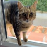 Foto del gato perdido en Elne