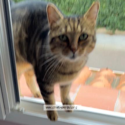 Foto 1/1 Nairobi Chat perdido en Elne