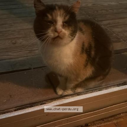 Foto 1/1 Gato encontrado Encontrado en Vielle saint girons plage