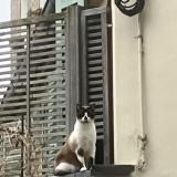 Foto de gato encontrado en Paris