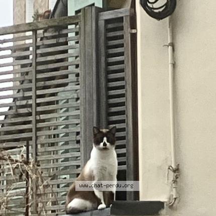 Foto 1/4 Gato encontrado Encontrado en Paris