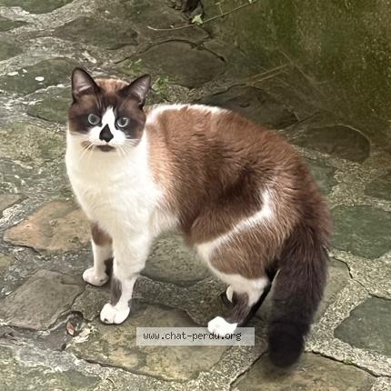 Foto 2/4 Gato encontrado Encontrado en Paris