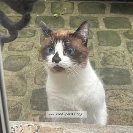 Foto 3/4 Gato encontrado Encontrado en Paris