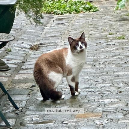 Foto 4/4 Gato encontrado Encontrado en Paris