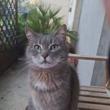 Foto del gato perdido en Noyon