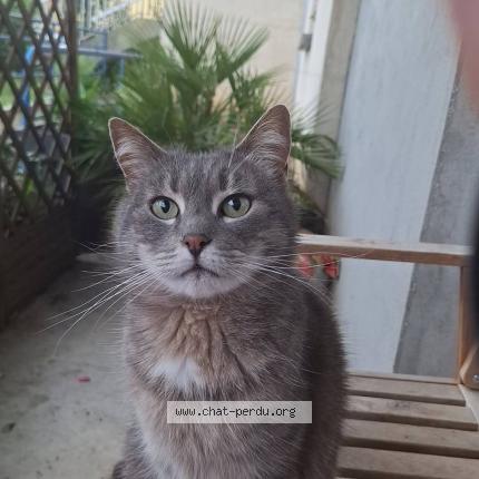 Foto 1/1 Mia Chat perdido en Noyon