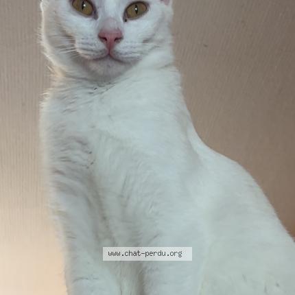 Foto 2/3 Moogly Chat perdido en Neuilly crimolois