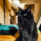 Foto del gato perdido en Noisy Le Sec