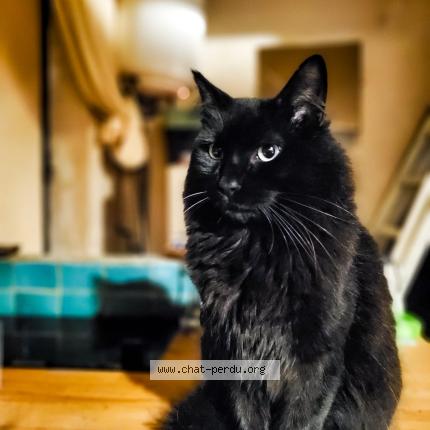 Foto 1/1 Giovanni Chat perdido en Noisy le sec