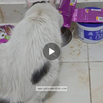 Foto 1/1 Gato encontrado Encontrado en Mexico