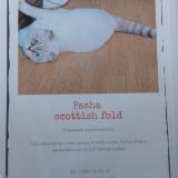 Foto del gato perdido en Willebroek