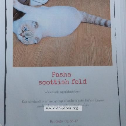 Foto 1/1 Pasha Chat perdido en Willebroek