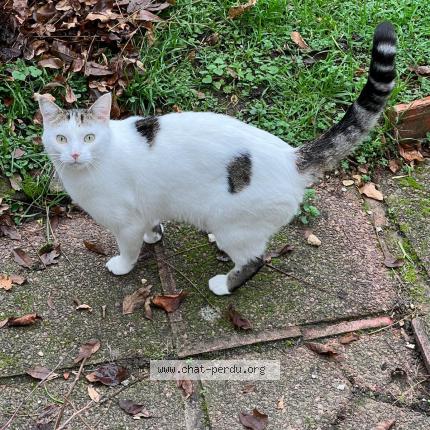 Foto 1/1 Gato encontrado Encontrado en Champigny sur marne