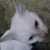 Foto de gato encontrado en Saint Etienne