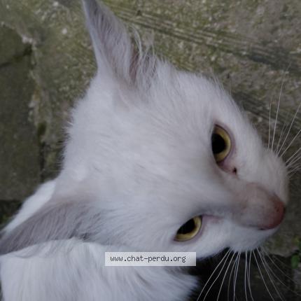 Foto 1/1 Gato encontrado Encontrado en Saint etienne