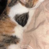 Foto de gato encontrado en Belfort