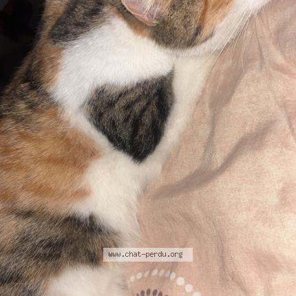 Foto 1/1 Gato encontrado Encontrado en Belfort