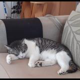 Foto del gato perdido en Deols