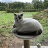 Foto del gato perdido en Decize