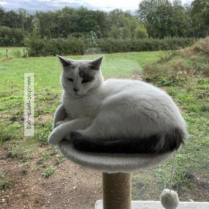 Foto 1/1 Suna Chat perdido en Decize