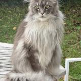 Foto del gato perdido en Savigny Sur Orge