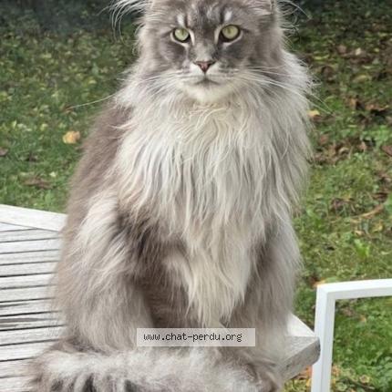 Foto 1/1 TENESSEE Chat perdido en Savigny sur orge