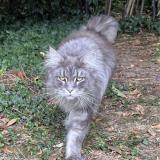 Foto del gato perdido en Savigny Sur Orge