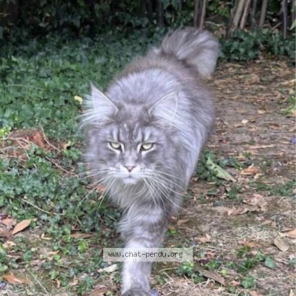Foto 1/1 Gato encontrado Perdido en Savigny sur orge