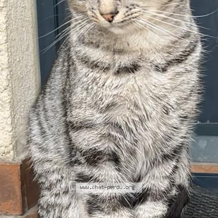 Foto 1/1 Gato encontrado Encontrado en Goussainville