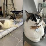 Foto del gato perdido en Savenes