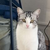 Foto del gato perdido en Le Mans