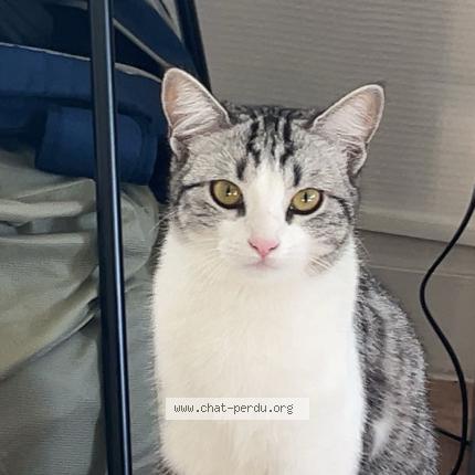 Foto 1/1 mia Chat perdido en Le mans