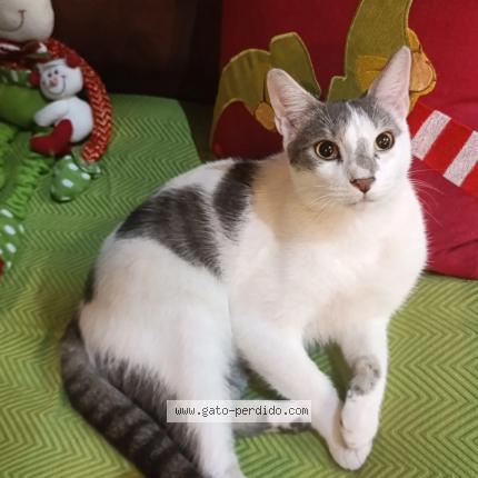 Foto 1/1 Haku Chat perdido en Tejar