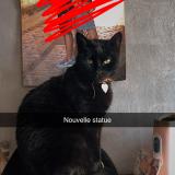 Foto del gato perdido en Sexey Les Bois