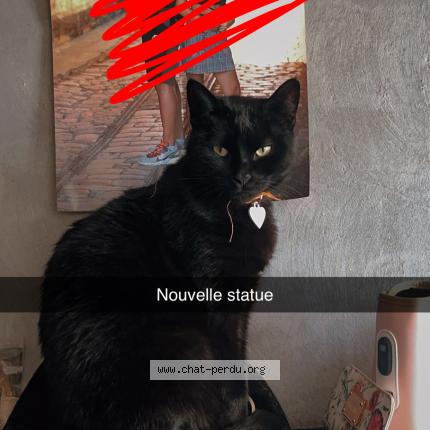 Foto 1/1 Bibi Chat perdido en Sexey les bois