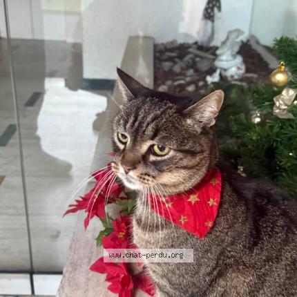 Foto 1/1 Léo Chat perdido en Schiltigheim