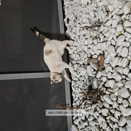 Foto 1/1 Gato encontrado Encontrado en Champigny sur marne