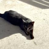 Foto de gato encontrado en Northwood