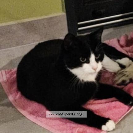 Foto 1/1 Marquez Chat perdido en Challans