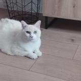 Foto del gato perdido en Laye Pegnel