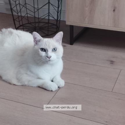 Foto 1/1 Moca Chat perdido en Laye pegnel