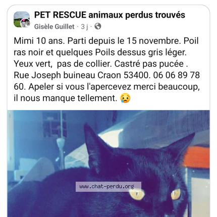 Foto 1/1 Mimi Chat perdido en Craon