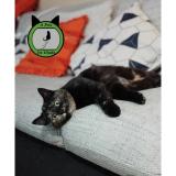 Foto del gato perdido en Willems