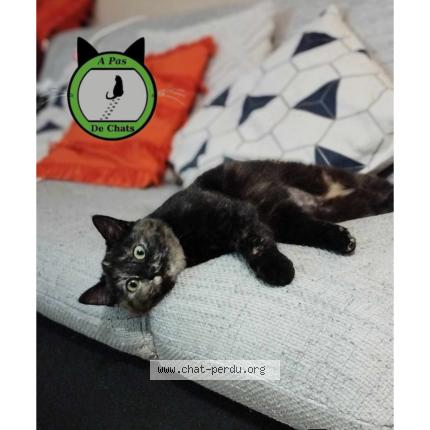 Foto 1/1 Coquelicot Chat perdido en Willems