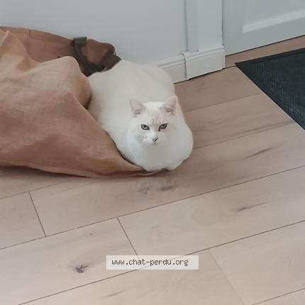 Foto 1/1 Moca Chat perdido en Laye pegnel