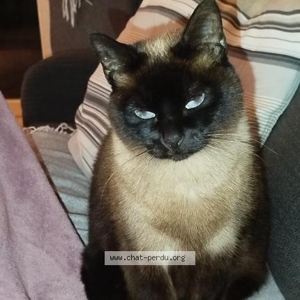 Foto 1/1 Kiwi Chat perdido en Guethary