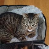 Foto del gato perdido en Vertou