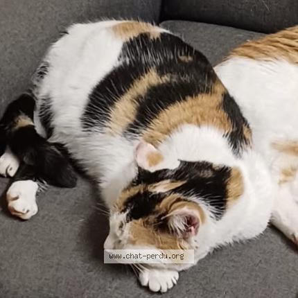 Foto 1/1 Isabelle Chat perdido en Monesties